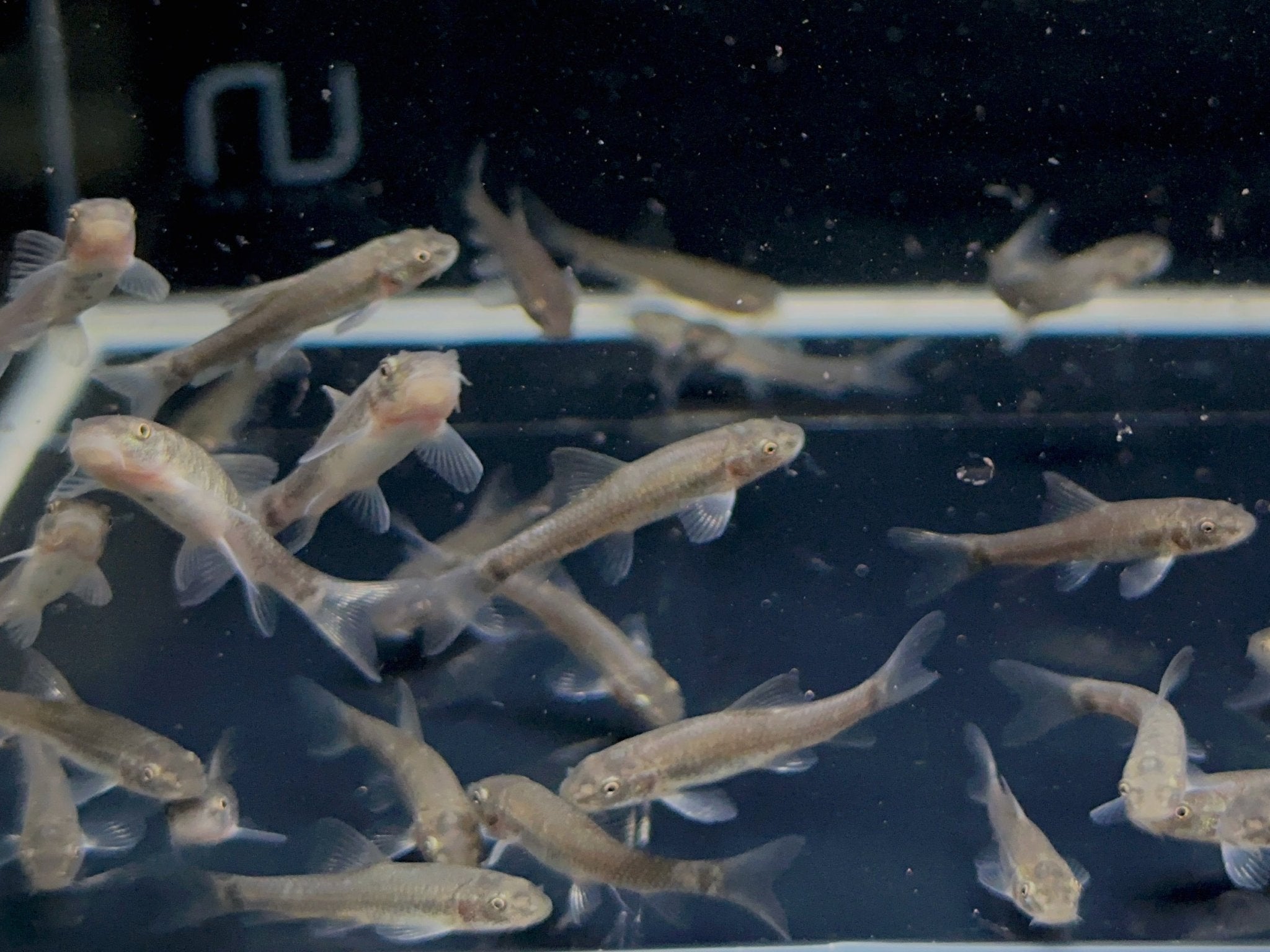 dr.フィッシュ Doctor Fish (Garra rufa) - Exotic Freshwater fish for Sale