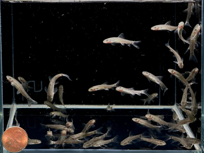 Doctor Fish (Garra rufa) - Exotic Freshwater fish for Sale