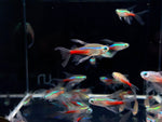 Double Longfin Neon Tetra - Aqua Huna