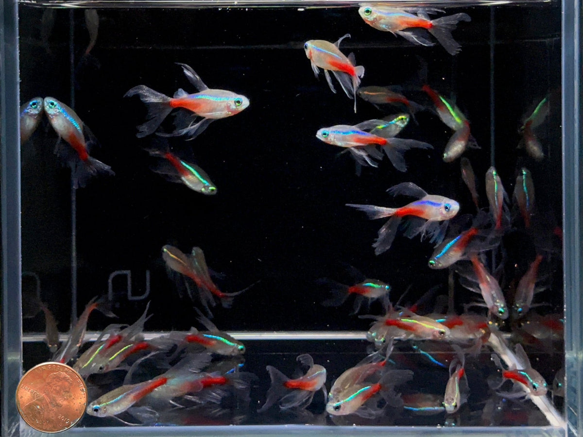 Longfin Fish Double Longfin Neon Tetra - Elegant Schooling Fish