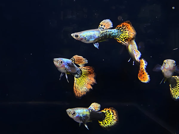 Dumbo Ear Guppy Males - Aqua Huna