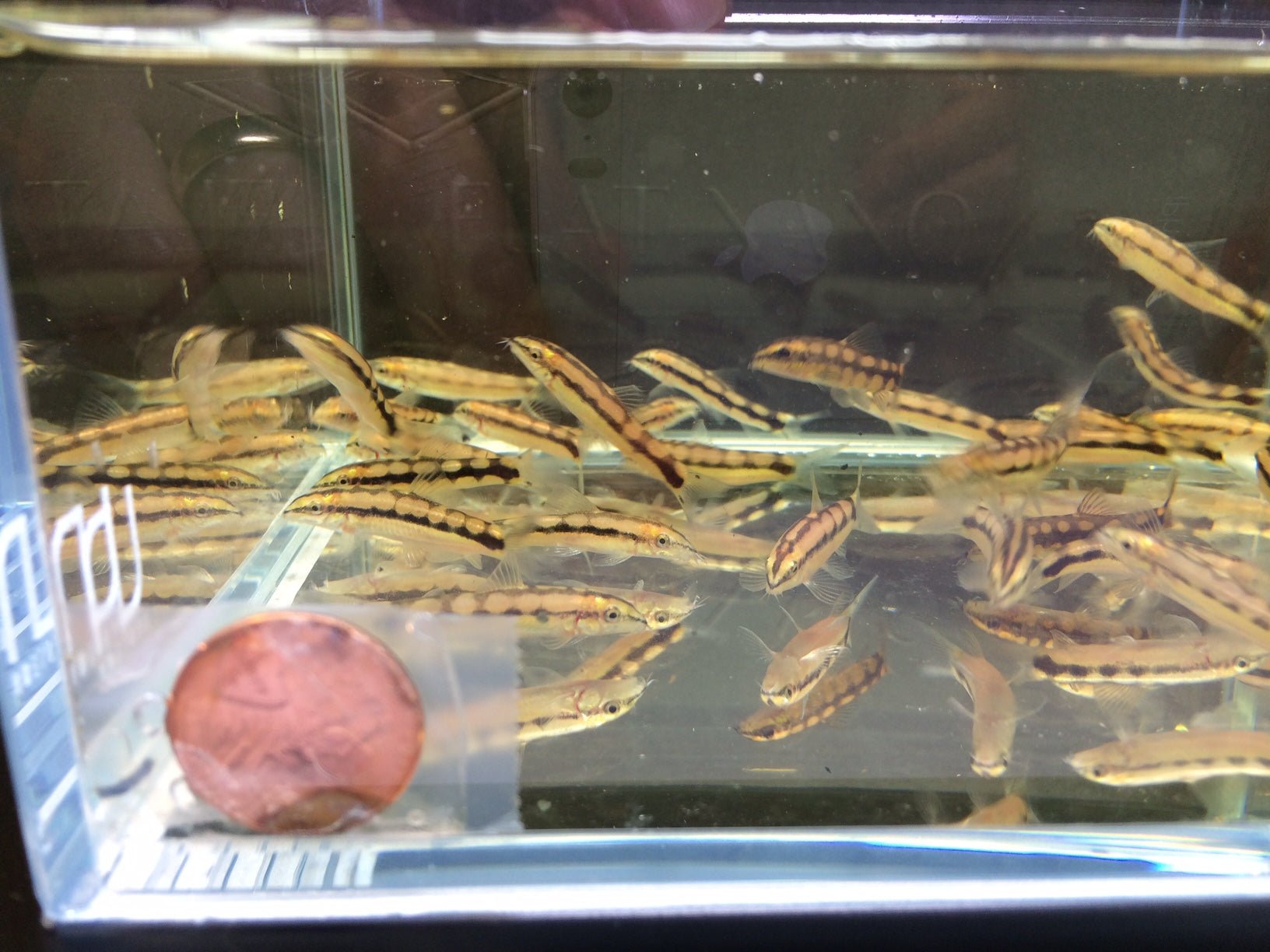 Dwarf Chain Loach / Sidthimunki Botia Small - Aqua Huna