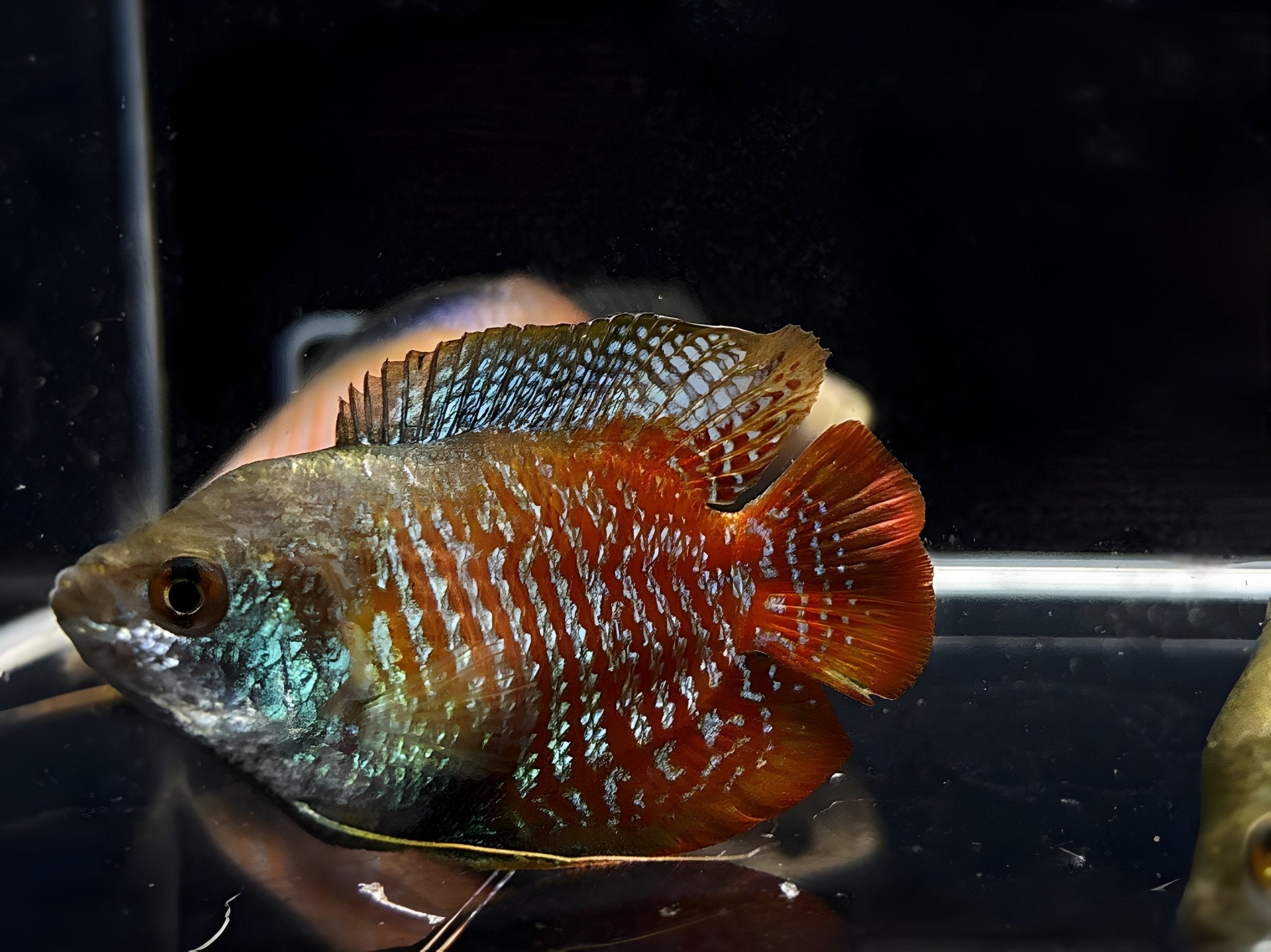 Dwarf Gourami - Aqua Huna