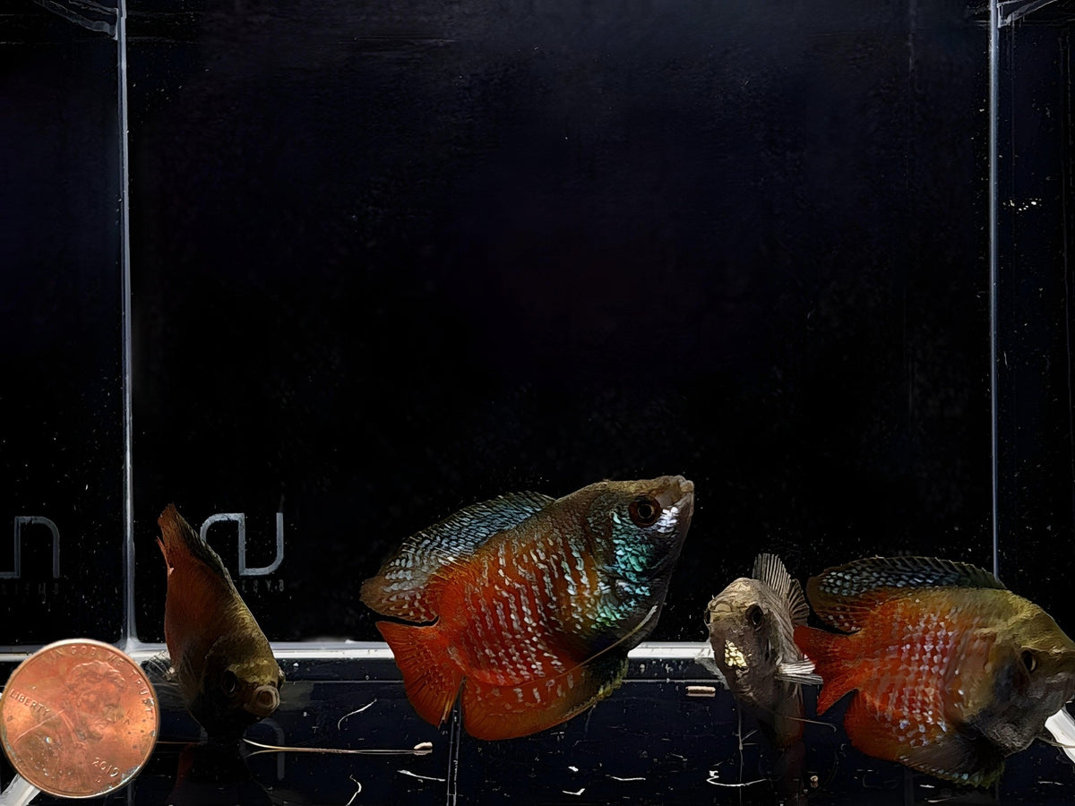 Gourami | Colorful Freshwater Aquarium Fish