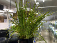 Dwarf Hairgrass - Potted Plant - Aqua Huna