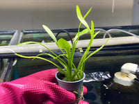 Dwarf Sagittaria - Potted Plant - Aqua Huna