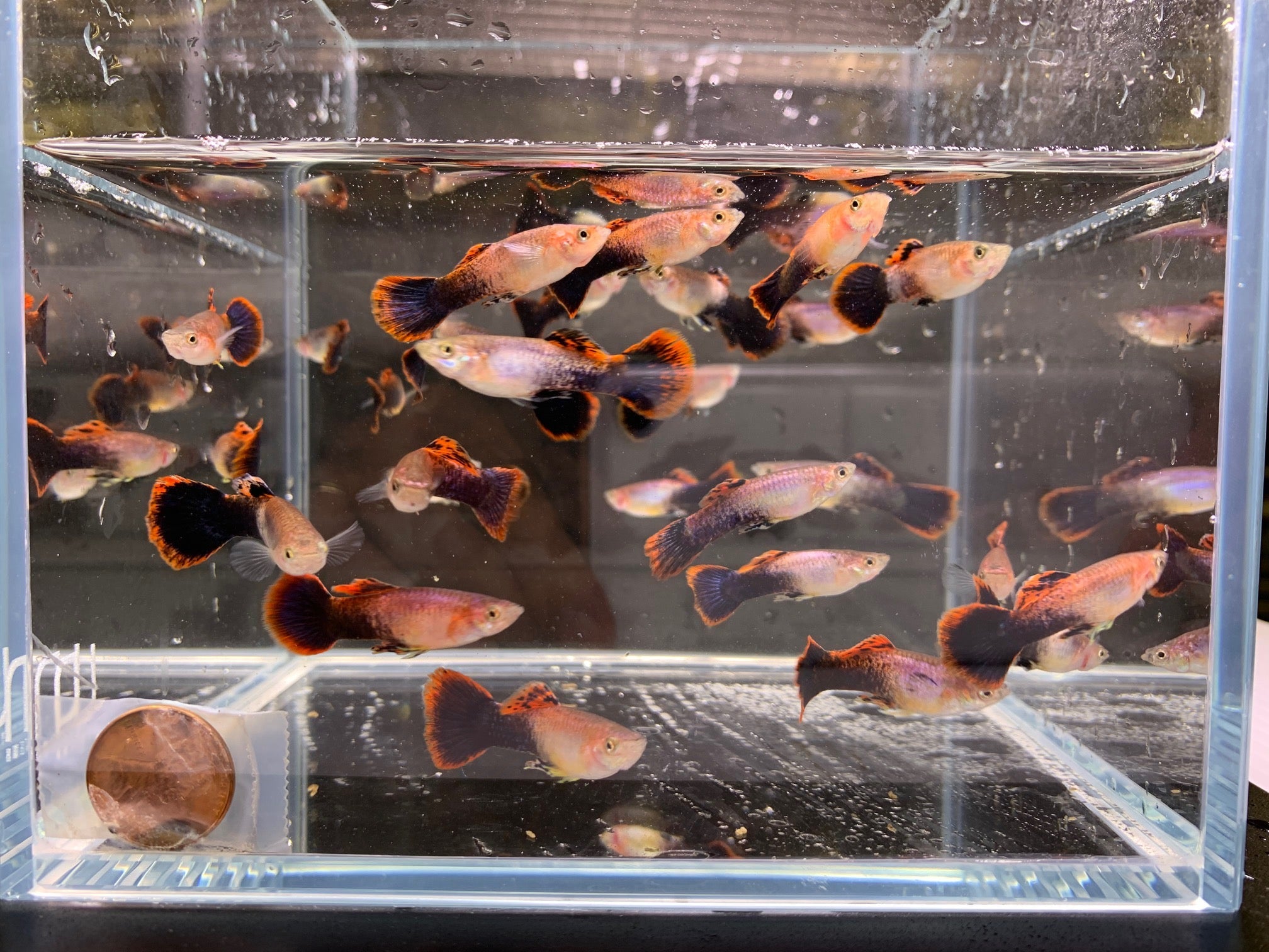 Eclipse Guppy (Male) - Unique Aquatic Color for Your Tank