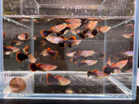 Eclipse Guppy Males - Aqua Huna