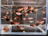 Eclipse Guppy Males - Aqua Huna