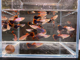 Eclipse Guppy Males - Aqua Huna