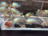 Electric Blue Acara - Aqua Huna