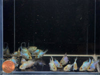 Electric Blue Balloon Ram