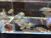 Electric Blue Balloon Ram