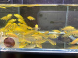 Electric Yellow 1.25" - Aqua Huna