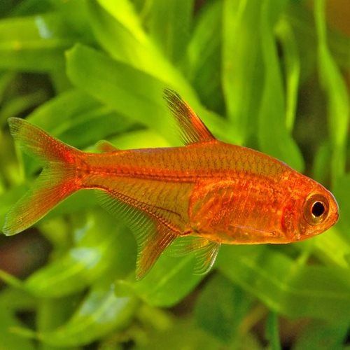 Ember Turtle Ember Tetra - Luminous Aquatic Species for Your Tank