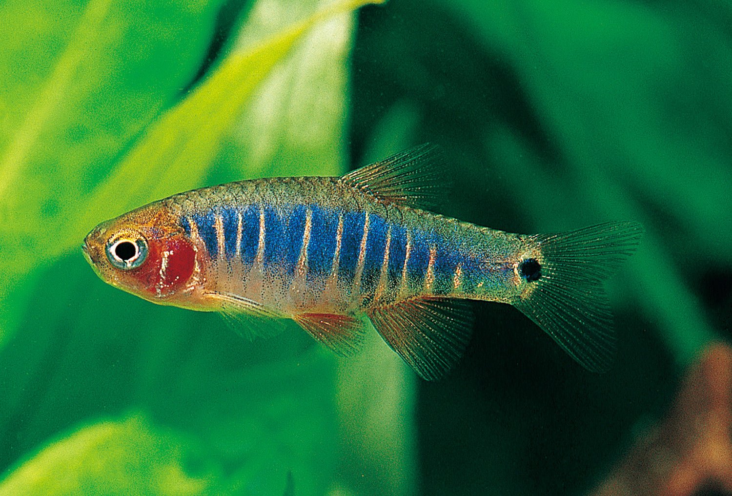 Emerald Dwarf Rasbora - Tiny Gem of the Aquarium