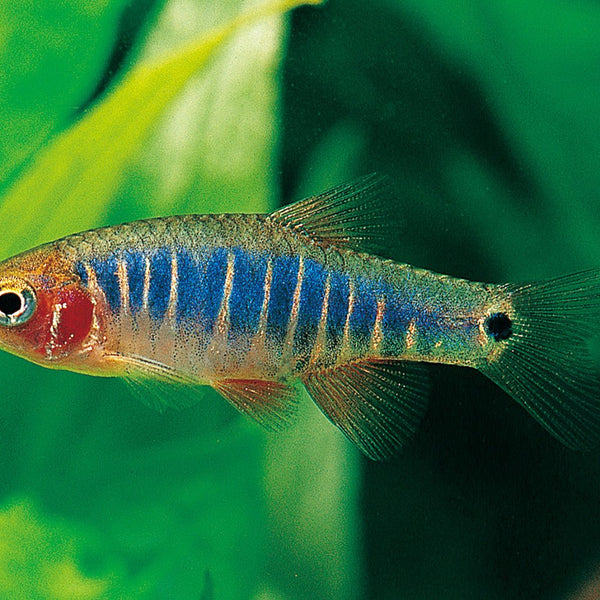 Mini Rasboras Micro Rasboras Petsmart