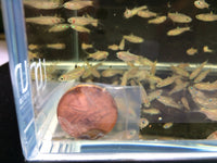 Pearl Emerald Dwarf Danio / Rasbora (Hybrid)