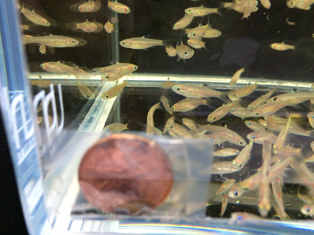 Emerald Eye Rasbora - Aquatic Elegance