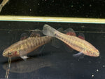 Empire Gudgeon - Aqua Huna