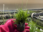 Eriocaulon Sp. Vietnam - Potted Plant - Aqua Huna