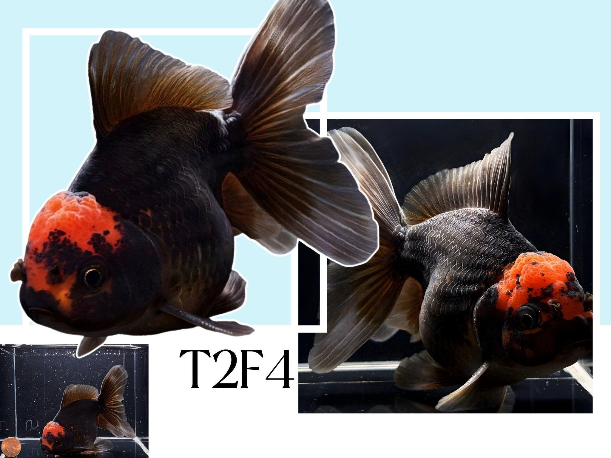 Fancy Thailand Oranda Goldfish - 4.75" - 5.25" - Aqua Huna