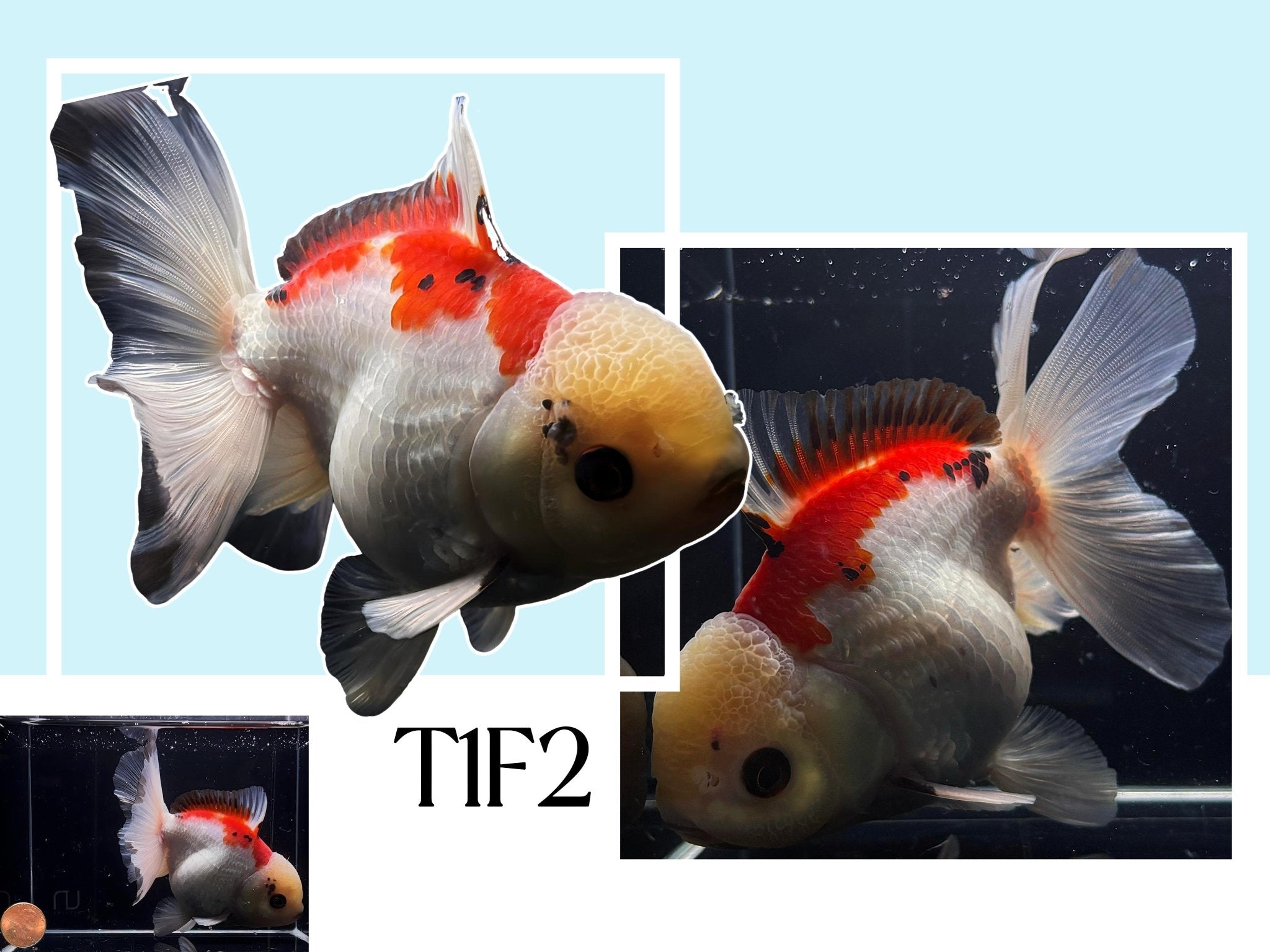 Fancy Thailand Oranda Goldfish - 4.75" - 5.25" - Aqua Huna