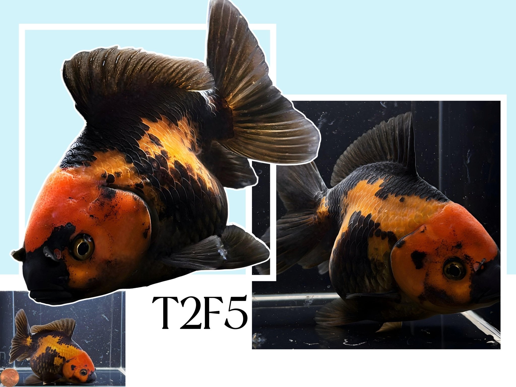 Fancy Thailand Oranda Goldfish - 4.75" - 5.25" - Aqua Huna
