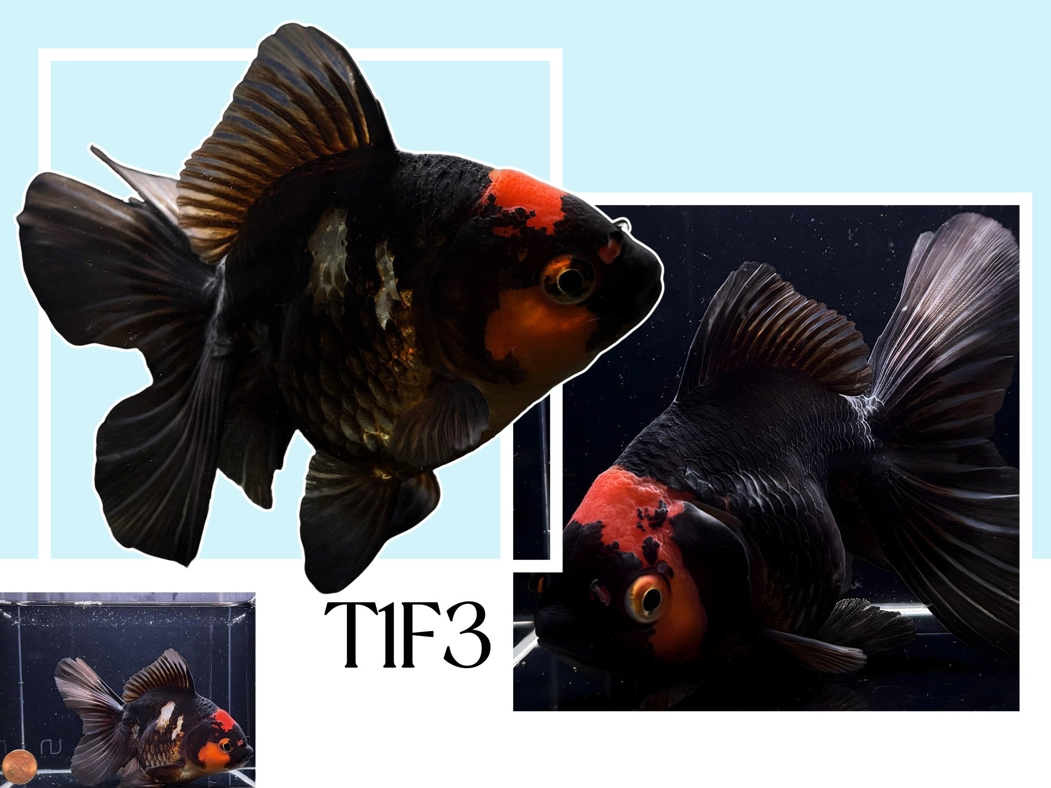 Fancy Thailand Oranda Goldfish - 4.75" - 5.25" - Aqua Huna