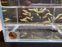 Otocinclus
