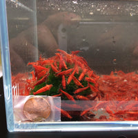 Fire Red Cherry Shrimp - Aqua Huna