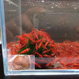 Fire Red Cherry Shrimp - Aqua Huna