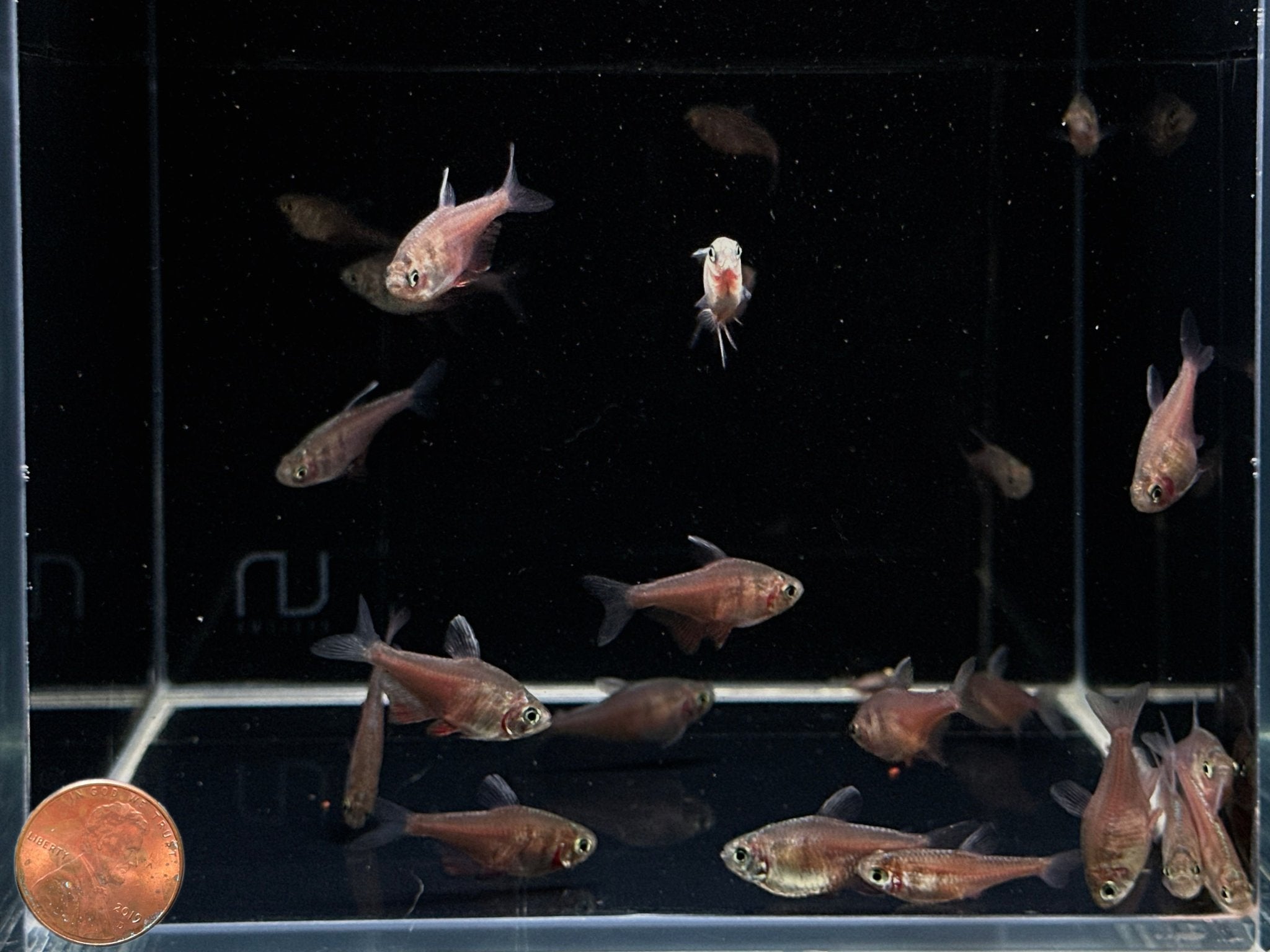 Flame Tetra - Aqua Huna