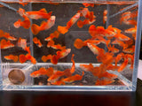 Flamingo Guppy Males - Aqua Huna