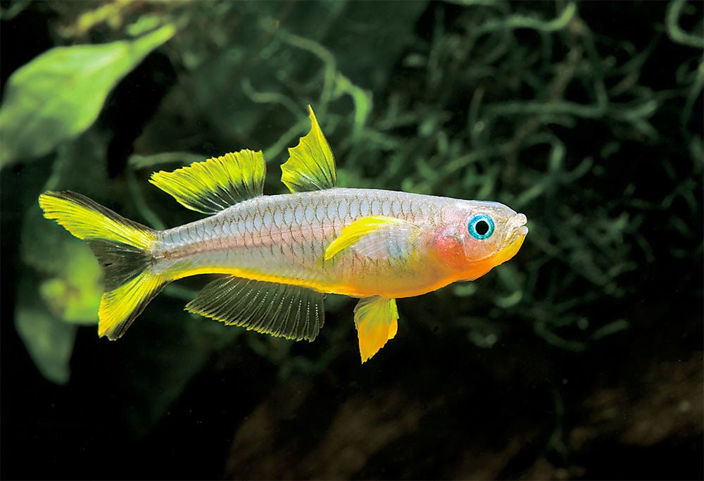 Forktail Rainbow - Aqua Huna