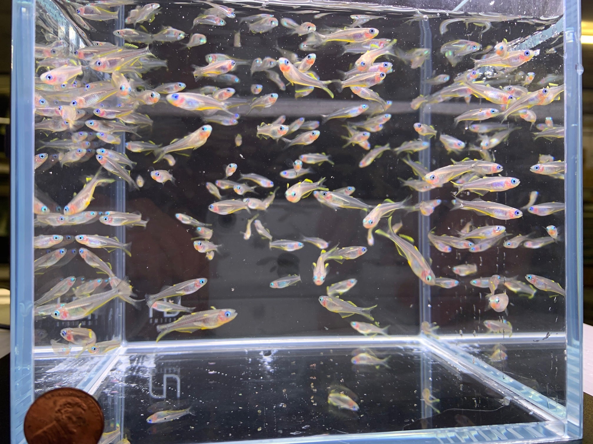 Forktail Rainbow - Aqua Huna
