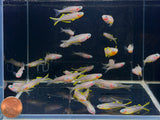 Forktail Rainbow (Large) - Aqua Huna