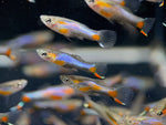 French Blue Star Endler - Male - Aqua Huna