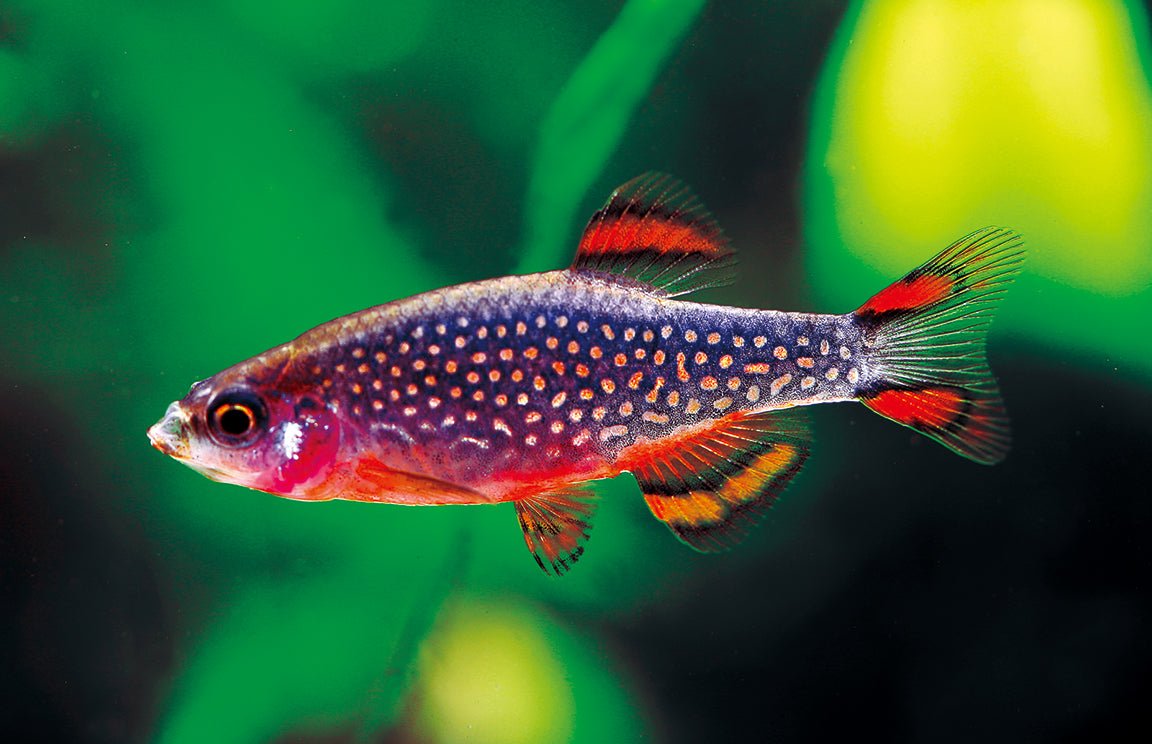 Galaxy Rasbora / Celestial Pearl Danio Size S - Aqua Huna