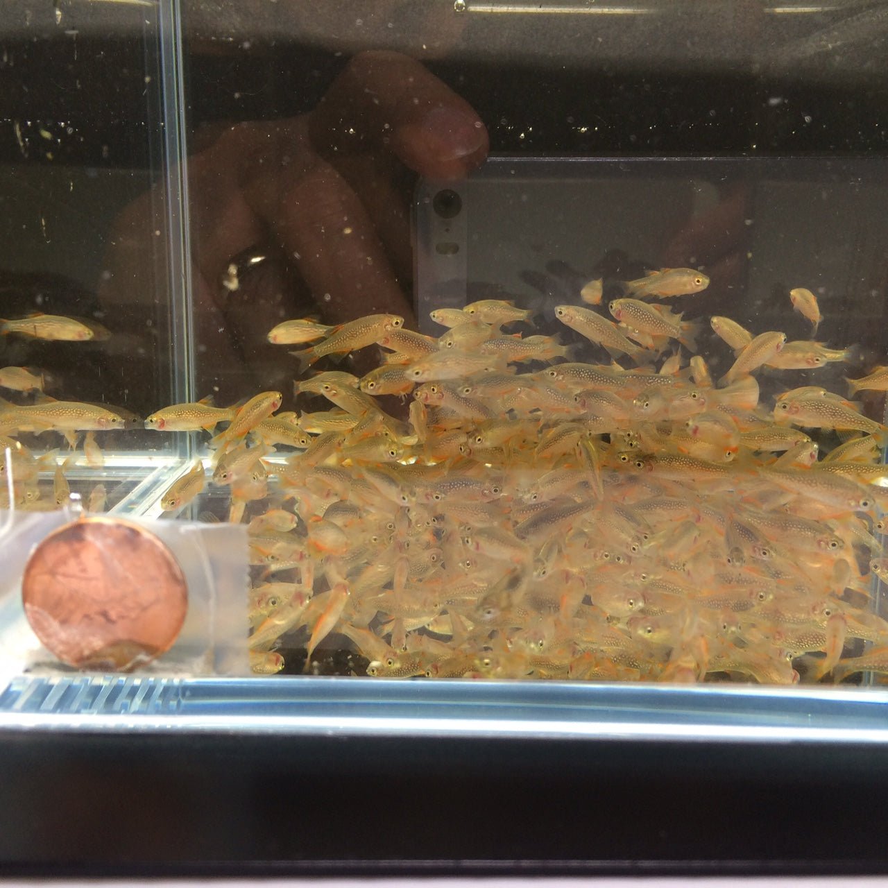 Galaxy Rasbora / Celestial Pearl Danio Size S - Aqua Huna
