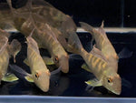 Geophagus surinamensis - Aqua Huna