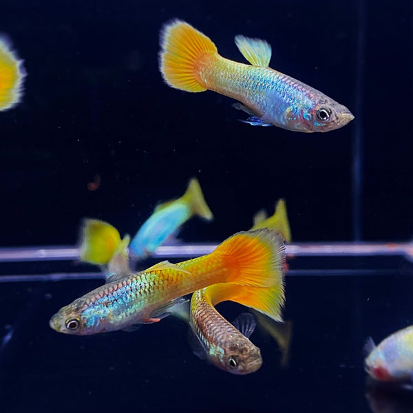 german-yellow-guppy-males-