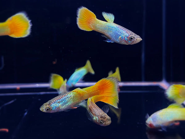 German Yellow Guppy Males - Aqua Huna