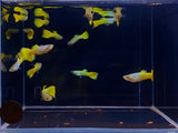 German Yellow Guppy Males - Aqua Huna