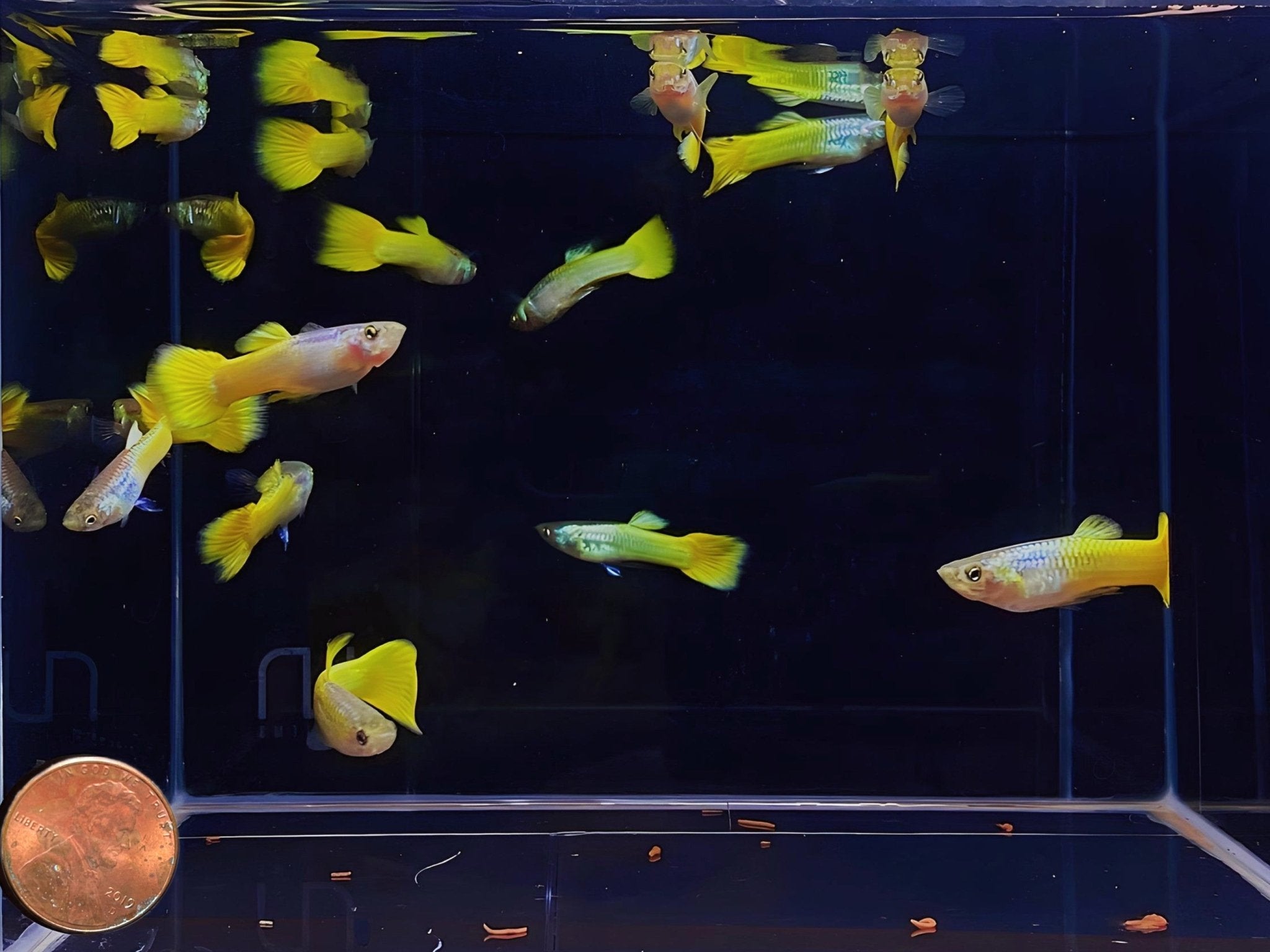 German Yellow Guppy (Males) - Colorful Freshwater Fish
