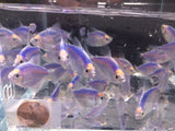 GloFish Blue Tetra - Aqua Huna