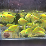 GloFish Green Tetra - Aqua Huna