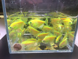 GloFish Green Tetra - Aqua Huna