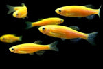 GloFish Orange Danio - Aqua Huna