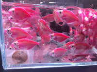 GloFish Purple Tetra - Aqua Huna